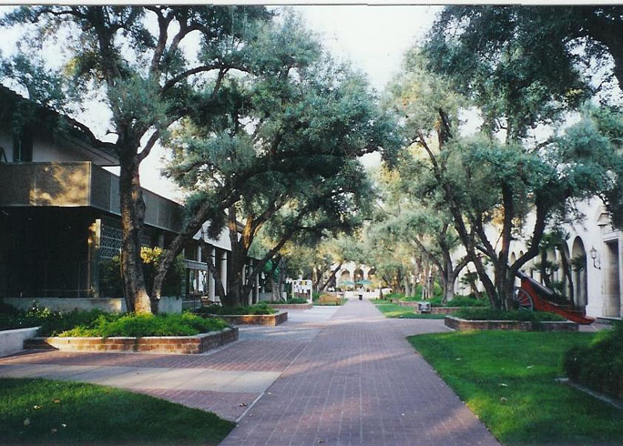 caltech-olive-walk